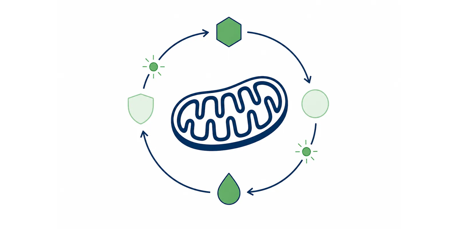 Ilustração do ácido alfa-lipoico como um ciclo de reciclagem de antioxidantes girando ao redor de uma mitocôndria