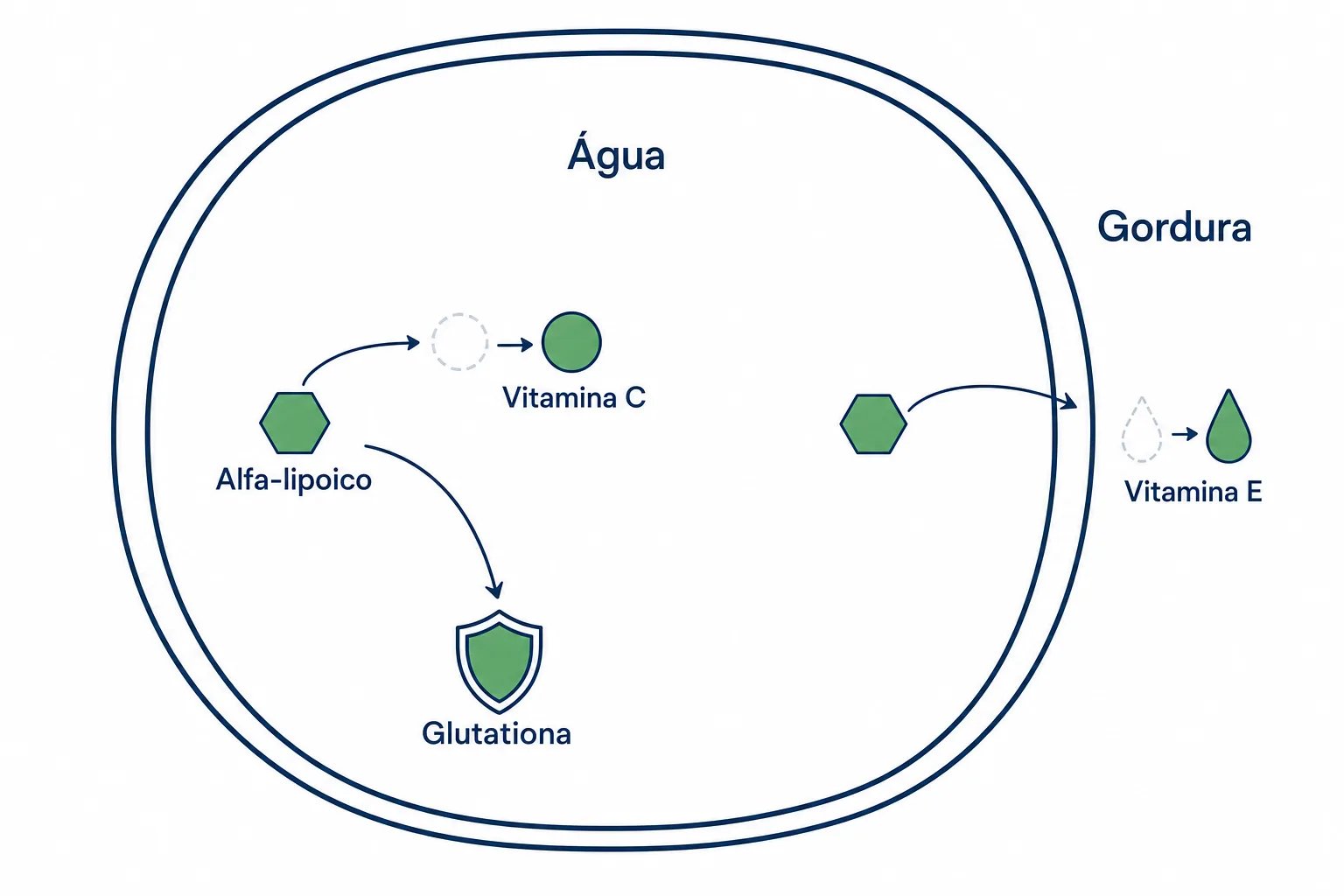 Infográfico mostrando por que o ácido alfa-lipoico age na parte aquosa e na parte gordurosa da célula e recicla a vitamina C, a vitamina E e a glutationa