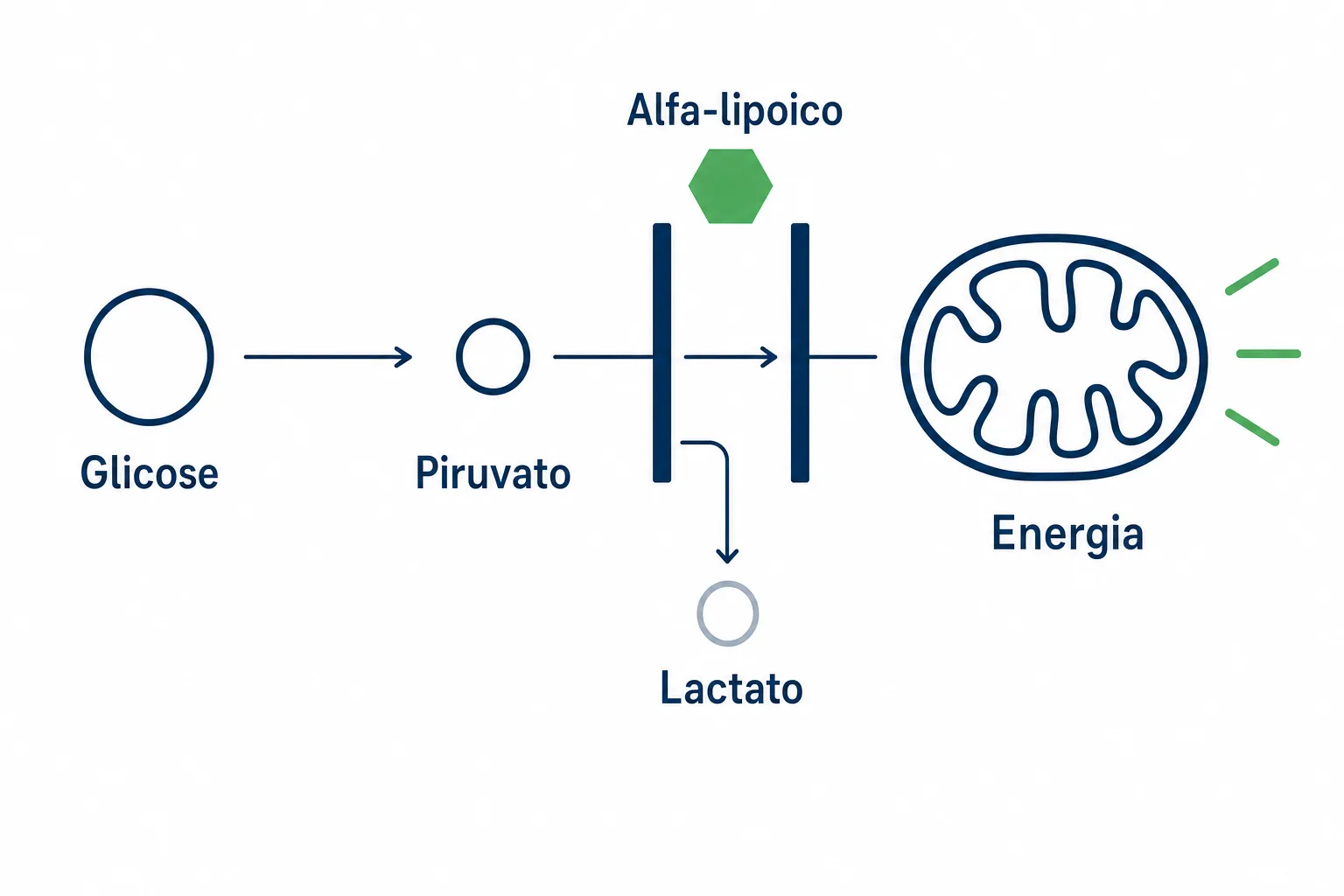 Infográfico mostrando o ácido alfa-lipoico como cofator na passagem do piruvato para dentro da mitocôndria, na etapa que libera energia