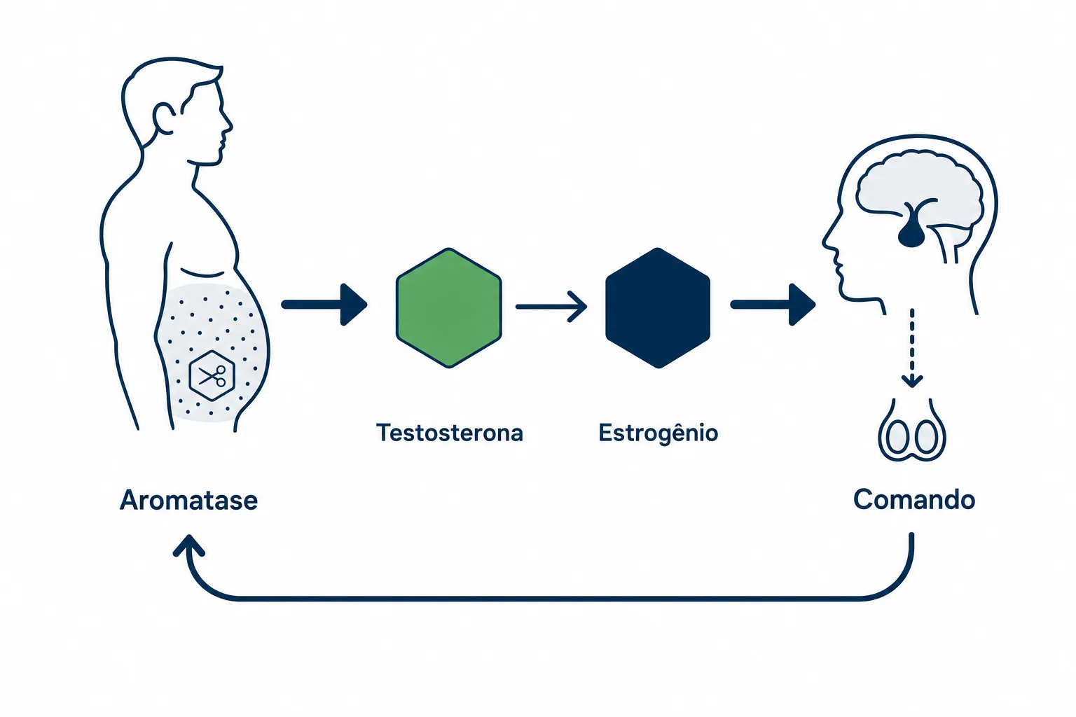 Ilustração do mecanismo da andropausa: a gordura visceral aumenta a enzima aromatase, que converte testosterona em estrogênio e reduz o comando de produção do cérebro