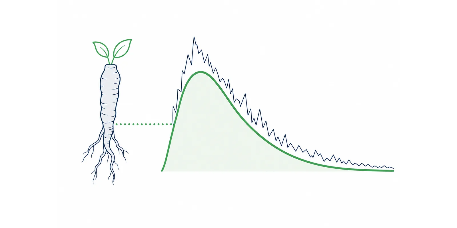 Ilustração sobre ashwagandha para que serve, com a raiz da planta ligada à curva do cortisol ao longo do dia se acomodando