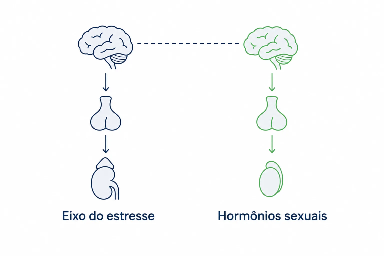 Infográfico explicando o mecanismo indireto da ashwagandha na testosterona, com o eixo do estresse equilibrado deixando de interferir no eixo dos hormônios sexuais