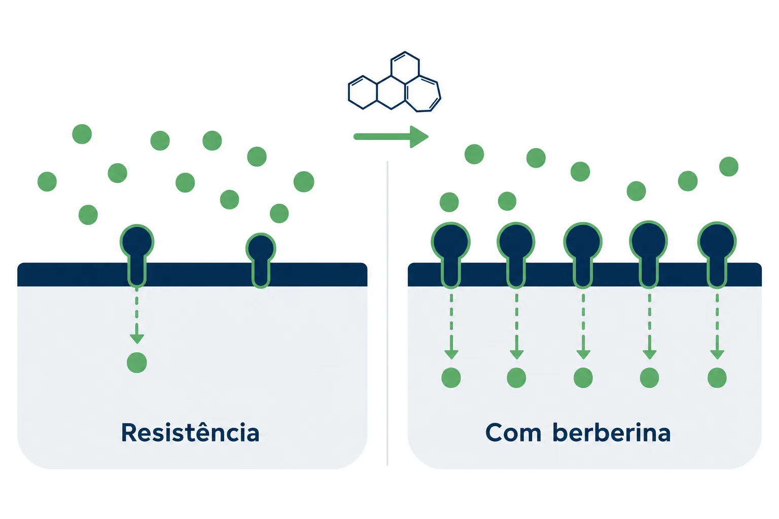 Infográfico mostrando para que serve a berberina no metabolismo da glicose, com o aumento dos receptores de insulina e a entrada da glicose na célula