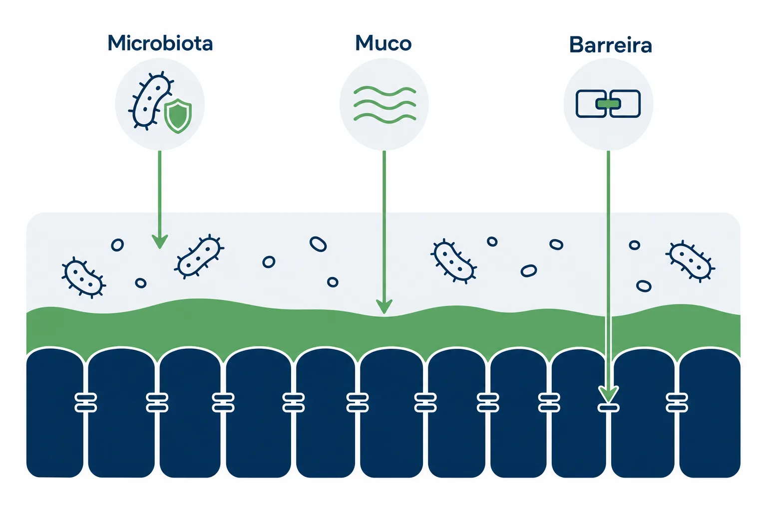 Infográfico mostrando a ação da berberina no intestino, com a camada de muco protetora, a barreira intestinal e o equilíbrio da microbiota