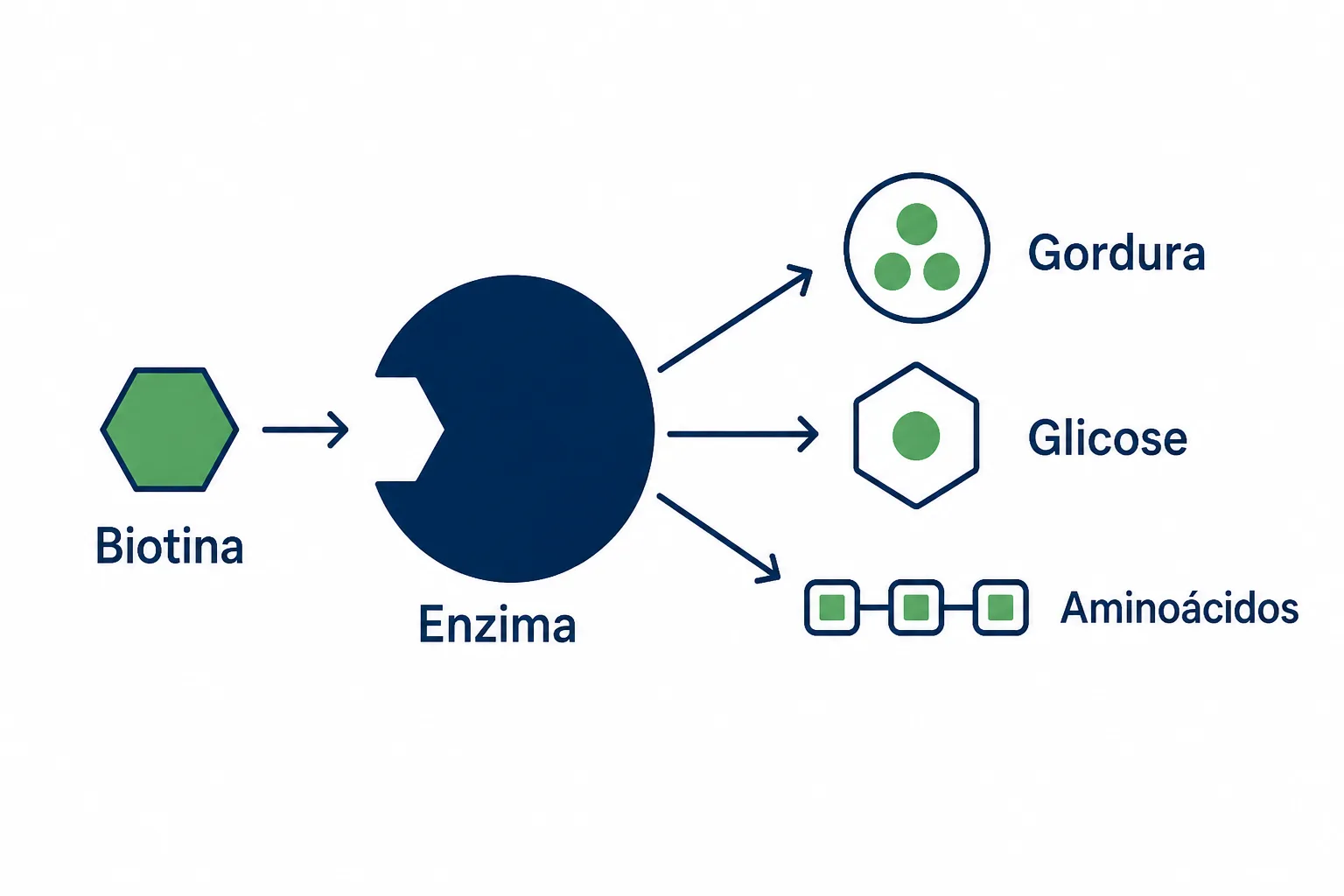 Infográfico mostrando para que serve a biotina no metabolismo, encaixada nas enzimas carboxilases que atuam sobre a gordura, a glicose e os aminoácidos