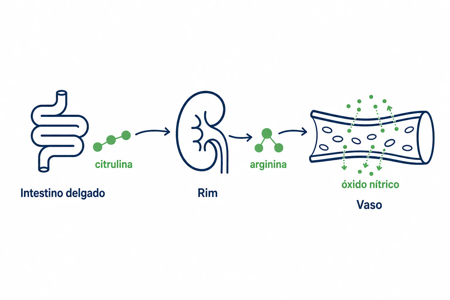 Infográfico mostrando a via da citrulina, produzida no intestino delgado, convertida em arginina no rim e transformada em óxido nítrico no vaso sanguíneo