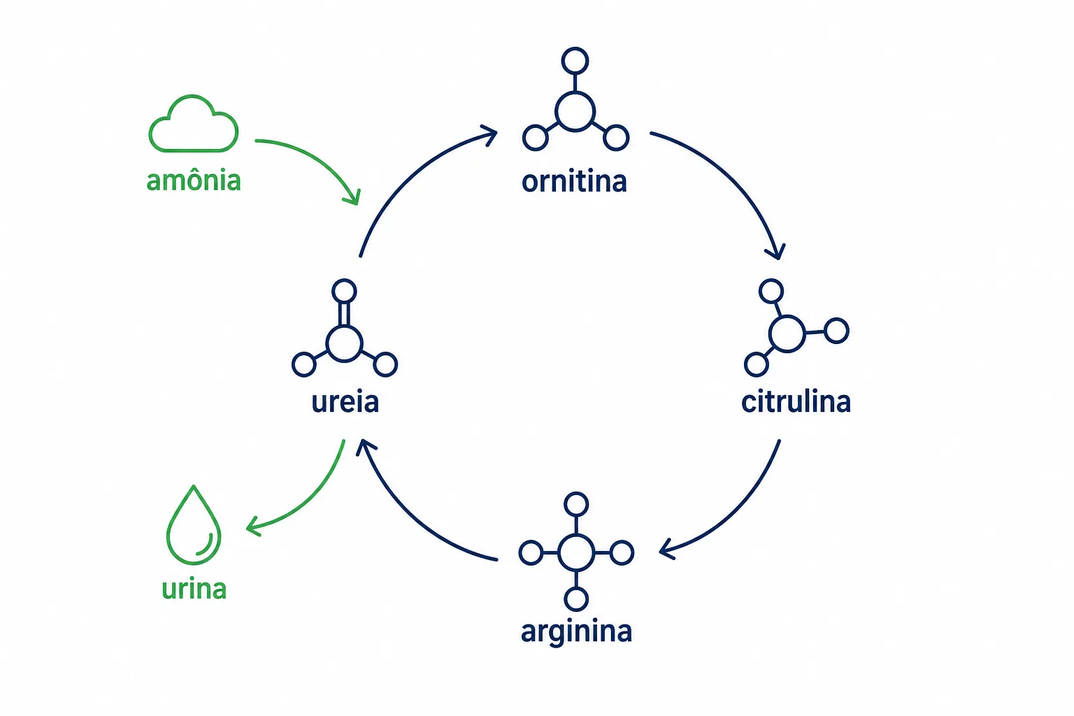 Infográfico do ciclo da ureia em quatro etapas, mostrando a ornitina virando citrulina, a citrulina virando arginina e a amônia saindo como ureia