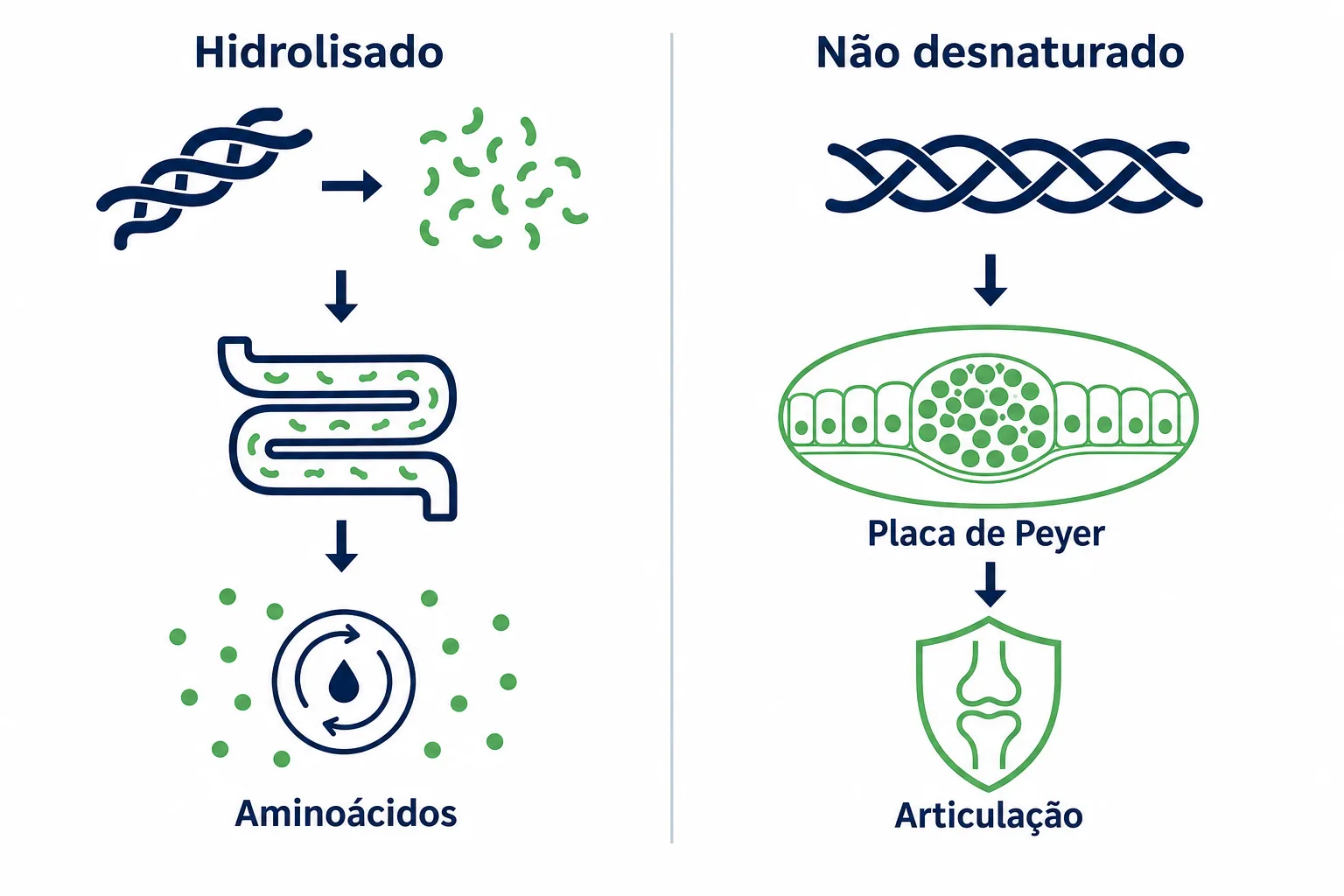 Infográfico comparando o colágeno hidrolisado, que é quebrado em peças e absorvido, com o colágeno tipo 2 não desnaturado, que chega inteiro ao intestino