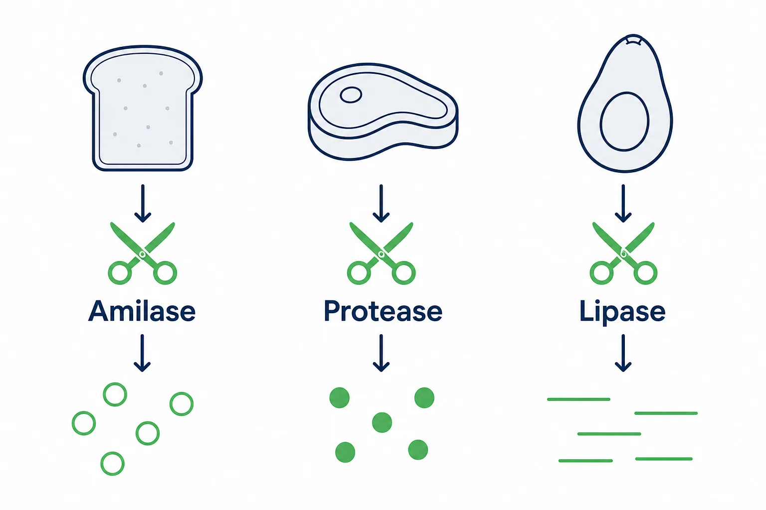 Infográfico das enzimas digestivas, mostrando a amilase quebrando o carboidrato, a protease quebrando a proteína e a lipase quebrando a gordura