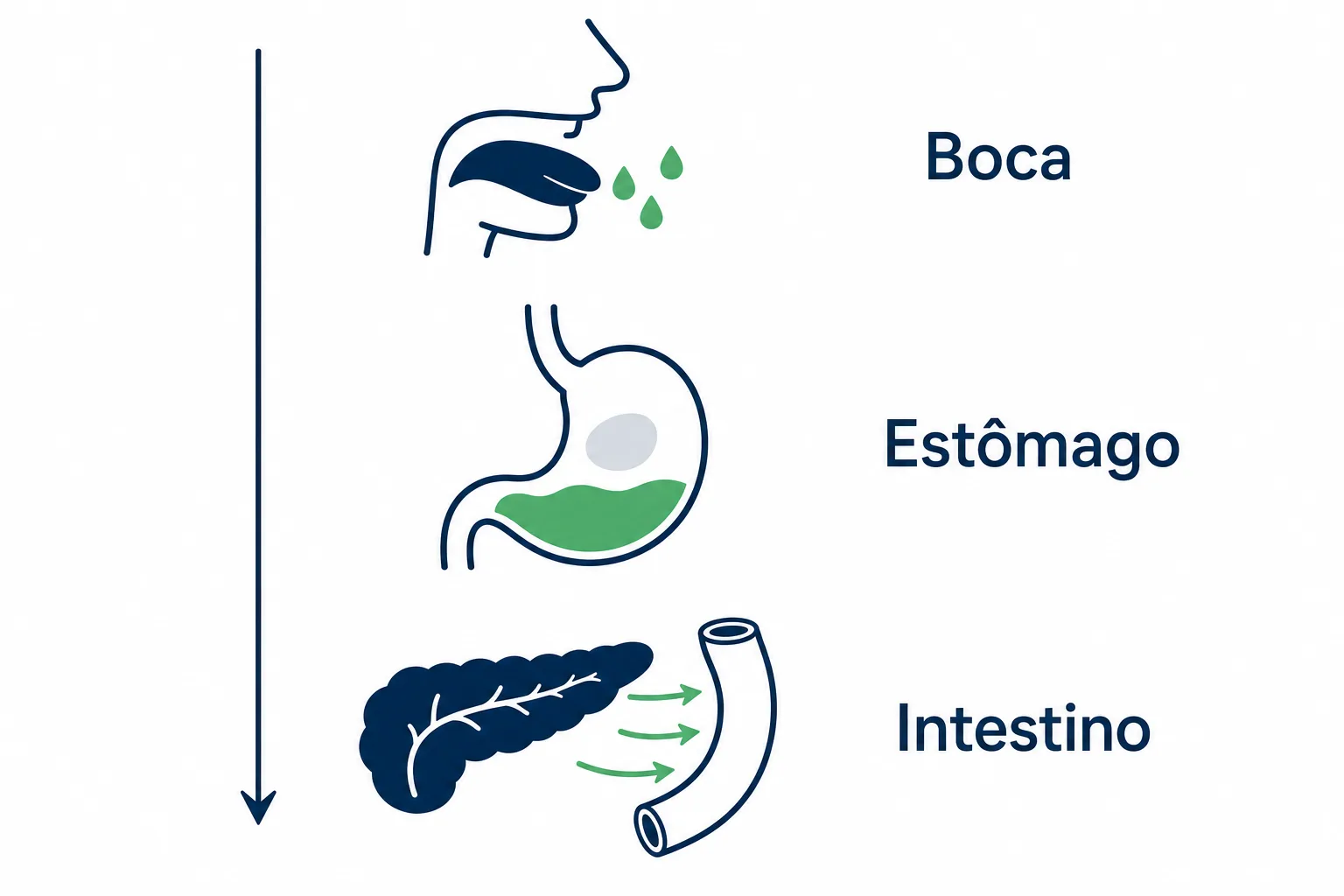 Infográfico dos três andares da digestão, com a amilase da saliva na boca, a pepsina no estômago e as enzimas do pâncreas no intestino delgado