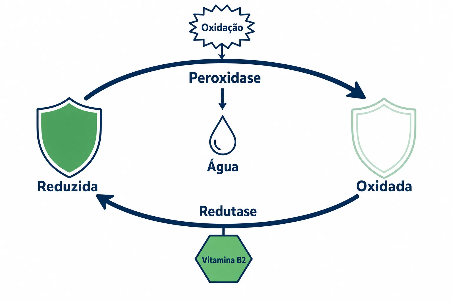 Infográfico do ciclo da glutationa, com a glutationa reduzida sendo gasta pela glutationa peroxidase e reciclada de volta pela glutationa redutase