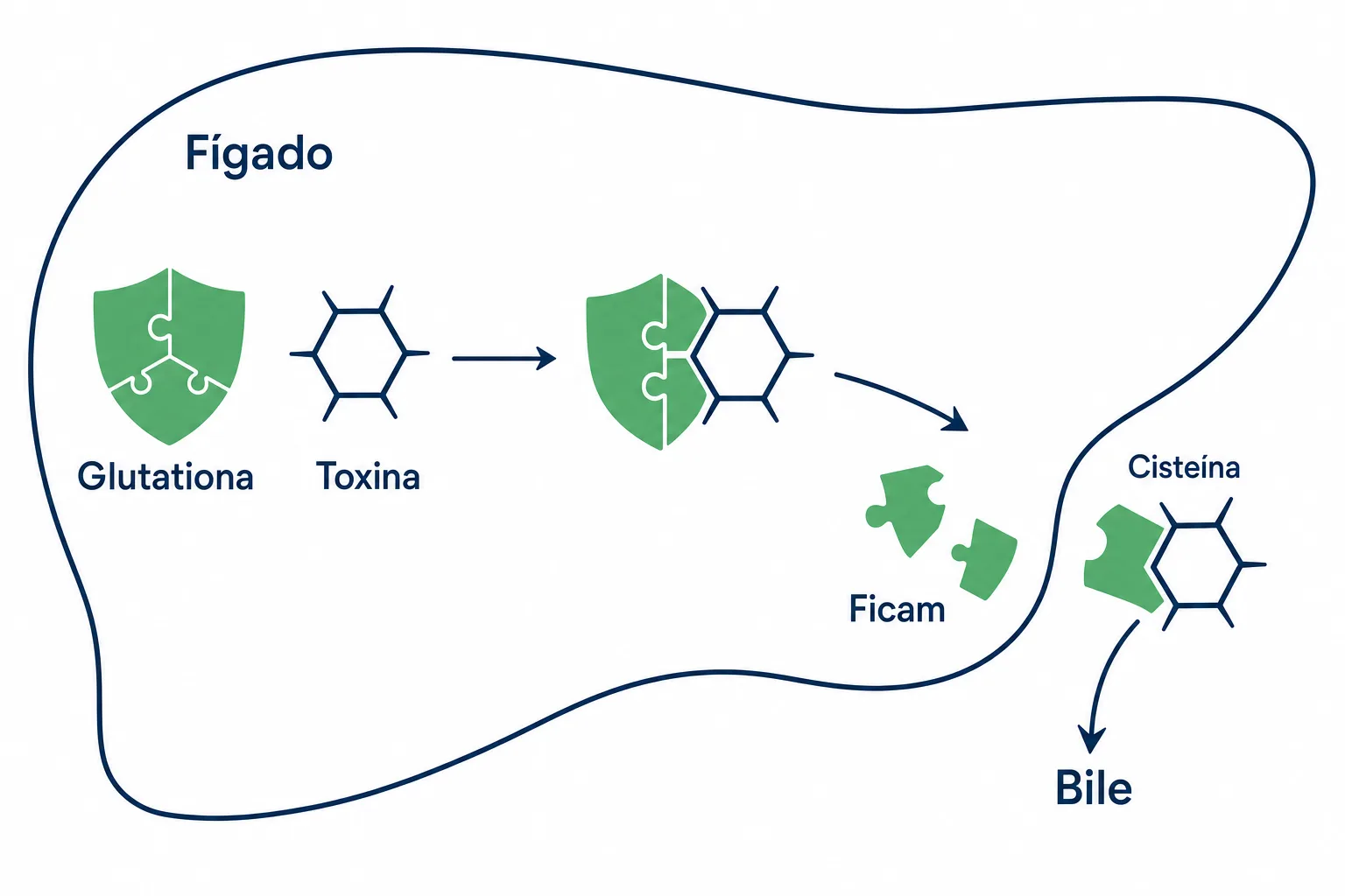 Infográfico mostrando a glutationa na detoxificação hepática, com a molécula se ligando a uma substância tóxica no fígado e saindo pela bile junto com a cisteína