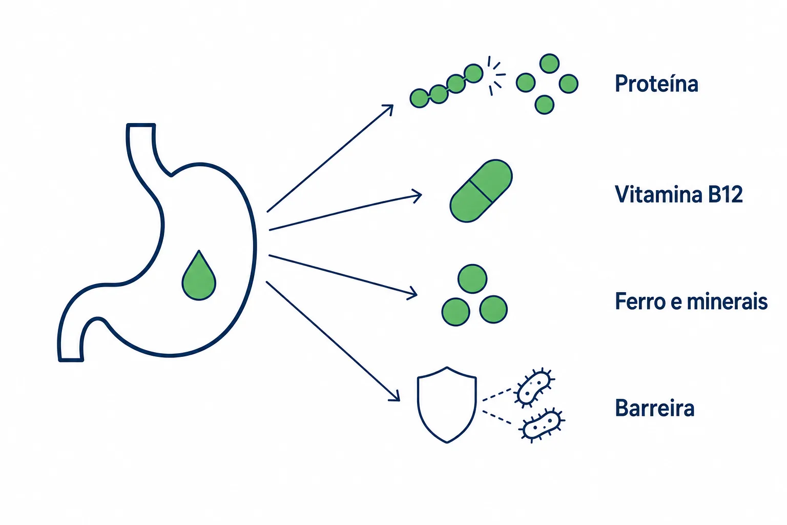 Ilustração do que depende do ácido do estômago na hipocloridria, com a digestão da proteína, a vitamina B12, o ferro e os minerais e a barreira contra bactérias