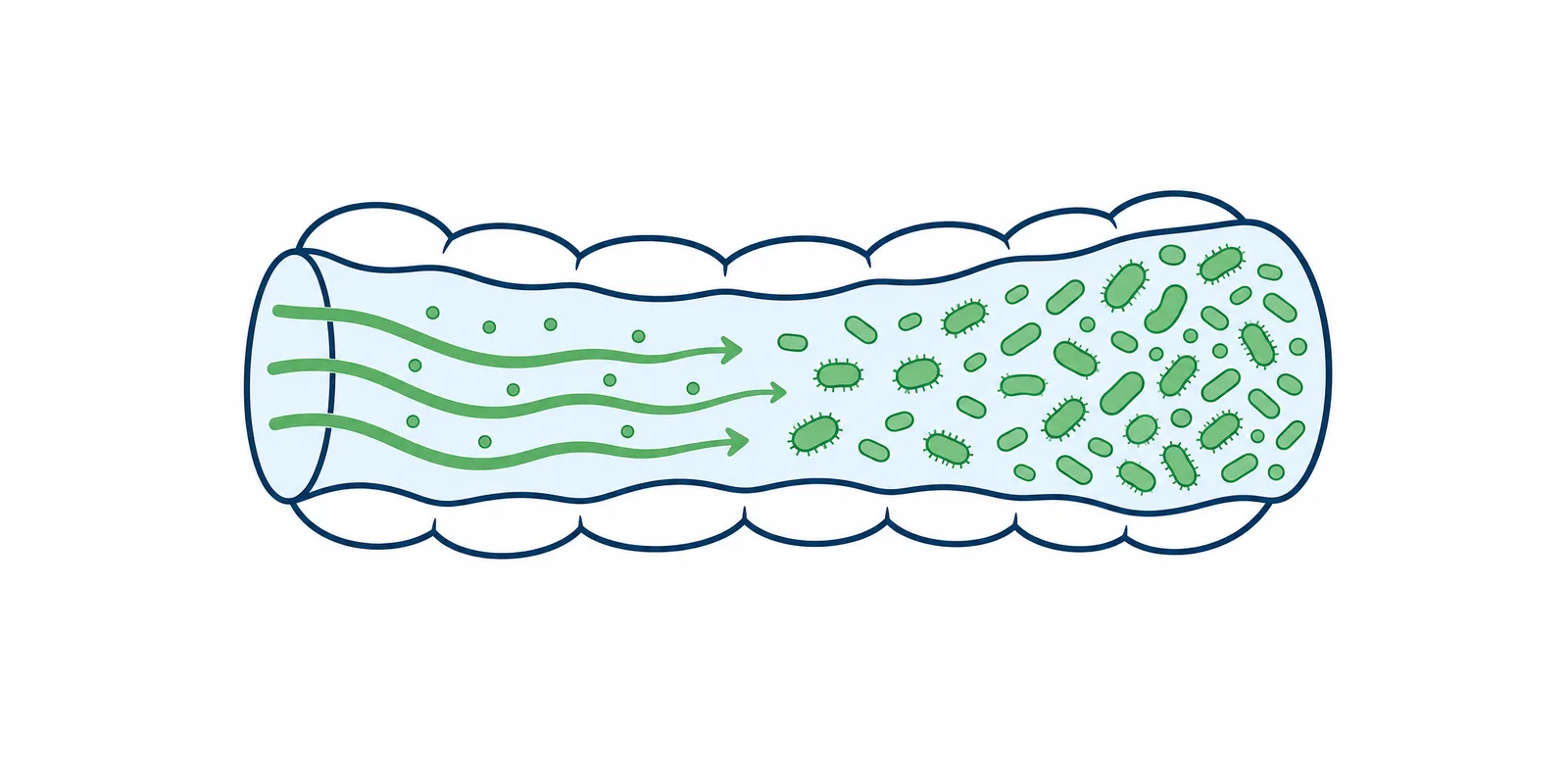 Ilustração sobre prebióticos, com a fibra chegando ao intestino grosso e alimentando as bactérias boas da flora intestinal