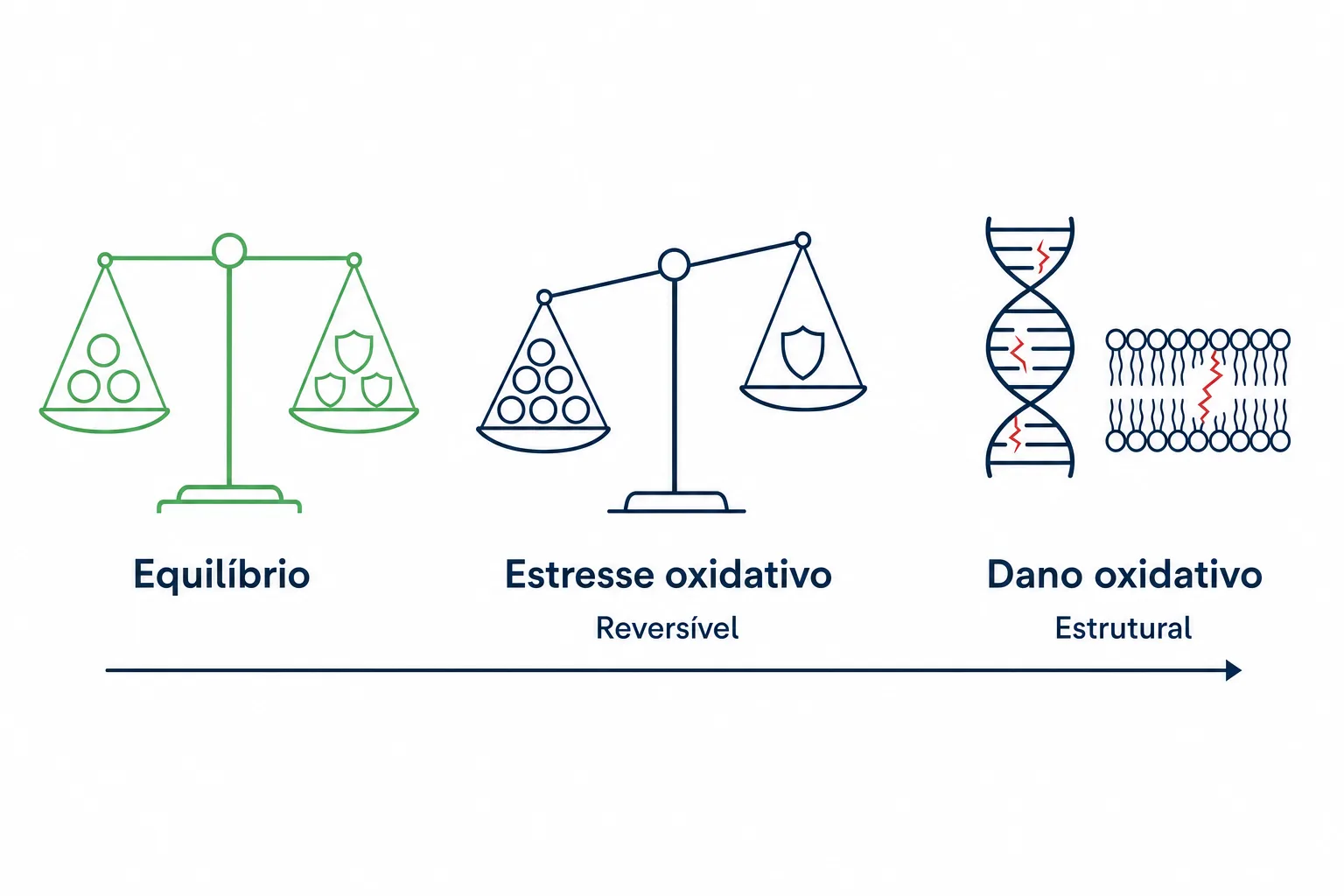 Infográfico mostrando os três estágios dos radicais livres no corpo, do equilíbrio saudável ao estresse oxidativo reversível e ao dano oxidativo estrutural