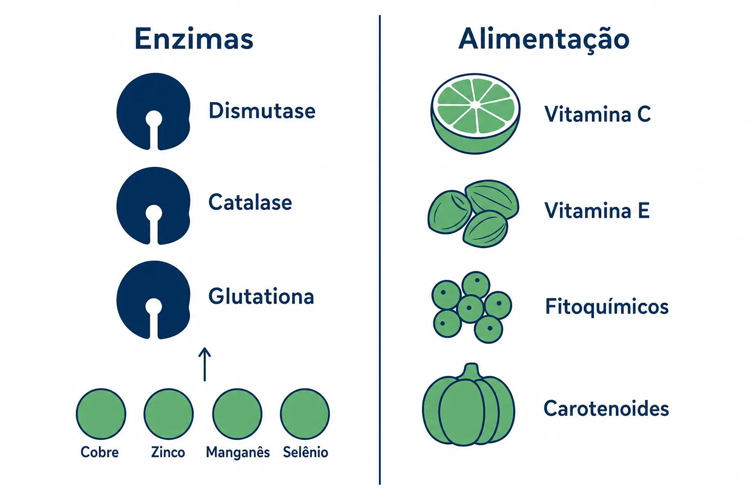 Infográfico do sistema de defesa antioxidante, com as enzimas superóxido dismutase, catalase e glutationa peroxidase e os nutrientes e minerais que elas usam