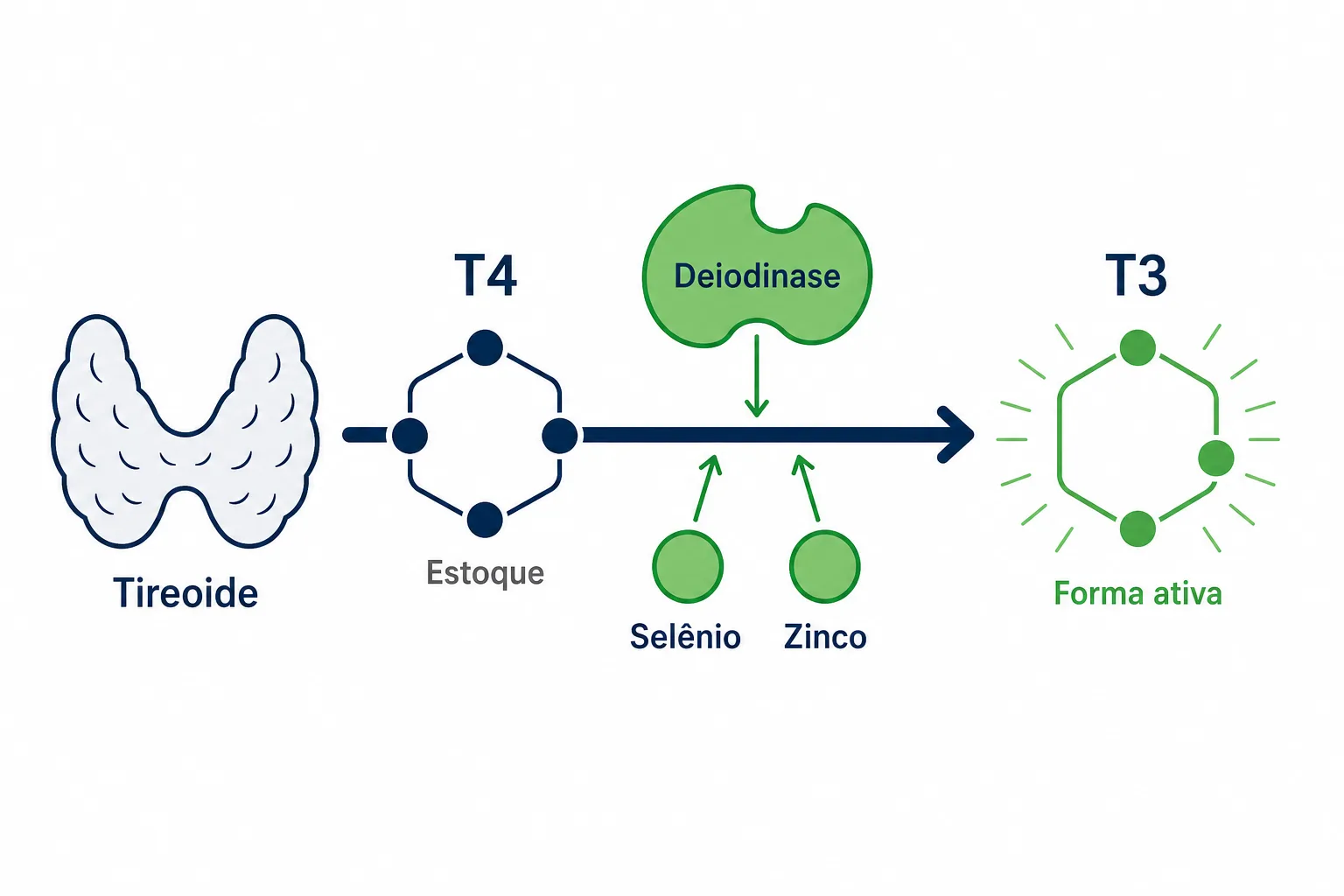 Infográfico mostrando para que serve o selênio na tireoide, com a conversão do hormônio T4 na forma ativa T3 pelas enzimas deiodinases