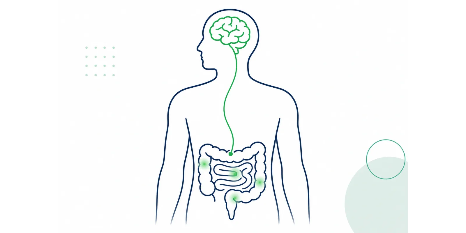 Síndrome do Intestino Irritável: sintomas, causas e exames