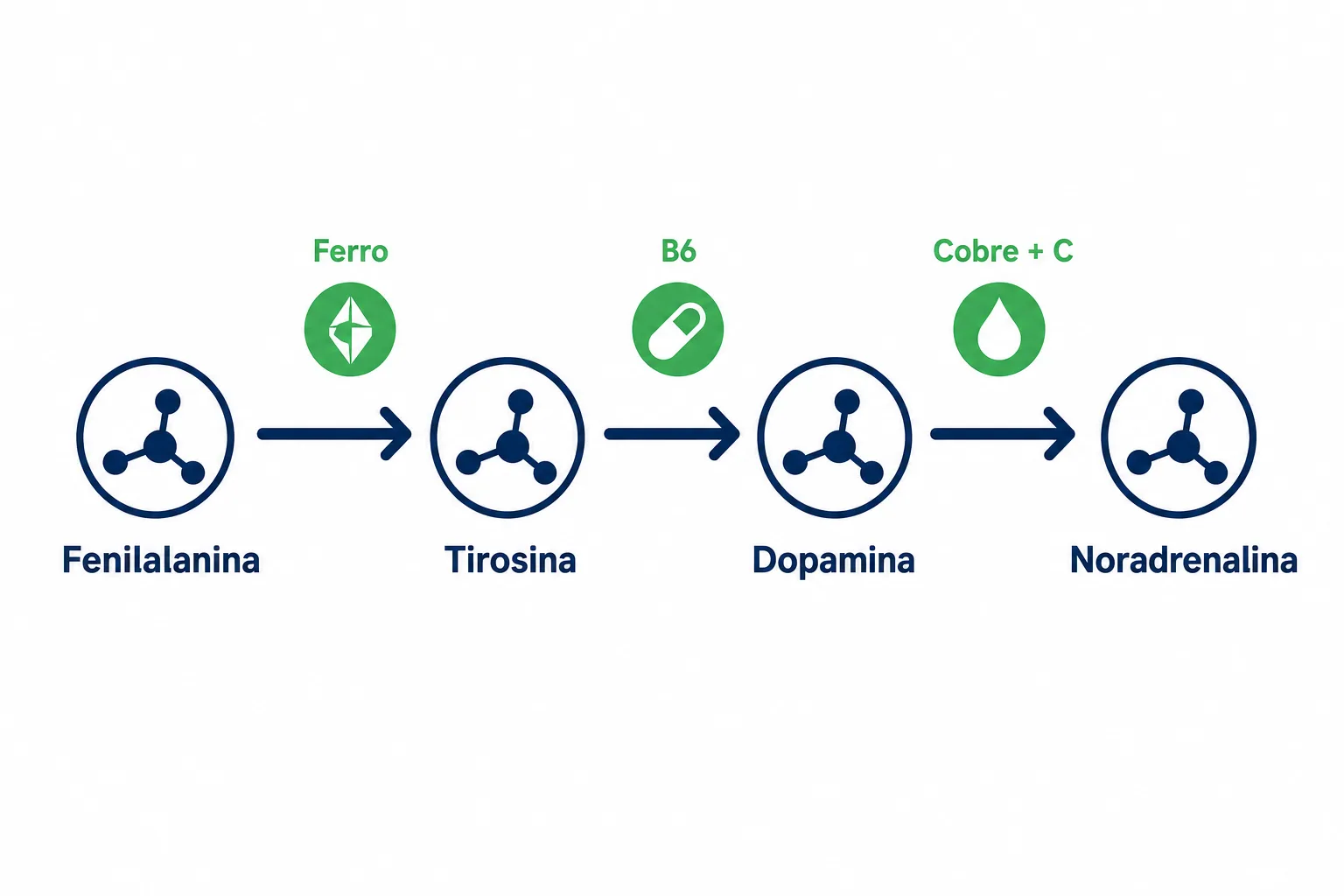 Infográfico com os cofatores da via da tirosina, mostrando ferro, vitamina B6, cobre e vitamina C nas etapas da conversão em dopamina e noradrenalina