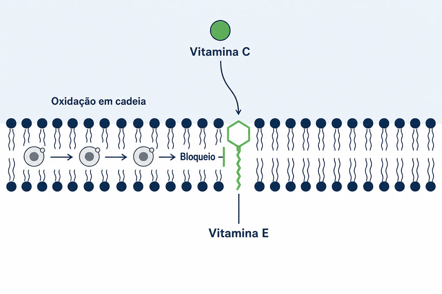 Infográfico mostrando para que serve a vitamina E, encaixada na membrana de gordura da célula e interrompendo a oxidação em cadeia, enquanto a vitamina C atua na parte de água