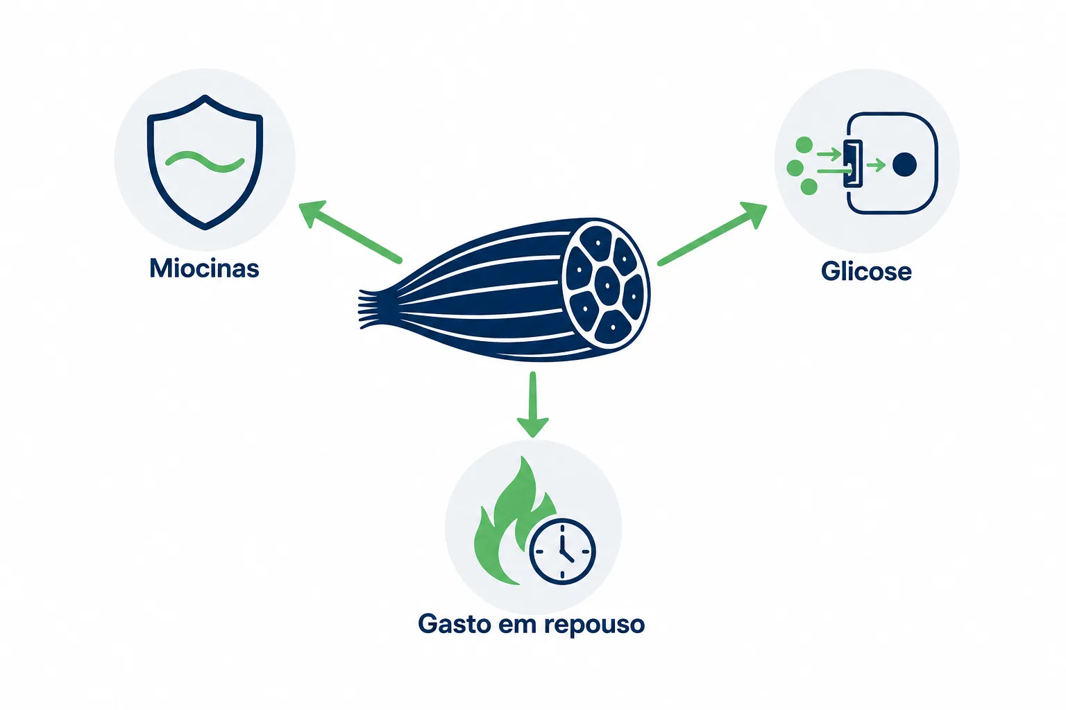 Infográfico mostrando o músculo como órgão do metabolismo, com as miocinas anti-inflamatórias, a captação de glicose e o gasto de energia em repouso